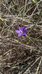 Brodiaea filifolia