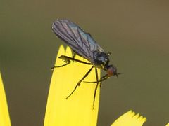 Empis pennipes