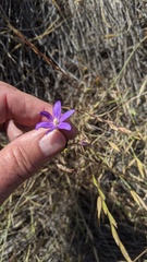 Brodiaea filifolia