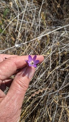 Brodiaea orcuttii