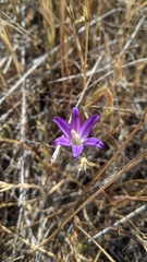 Brodiaea orcuttii