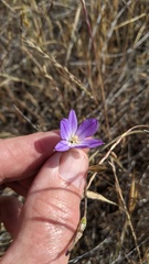 Brodiaea filifolia