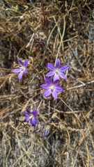 Brodiaea filifolia