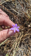 Brodiaea filifolia