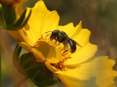 Osmia coloradensis