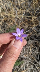 Brodiaea filifolia