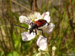 Stictoleptura cordigera