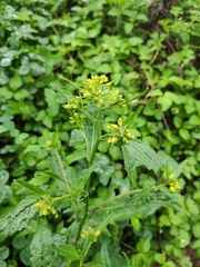 Rorippa globosa