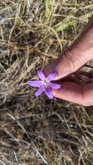 Brodiaea filifolia