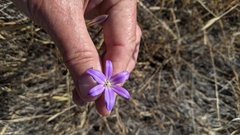 Brodiaea filifolia