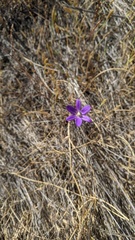 Brodiaea filifolia