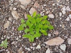 Chenopodium fremontii