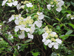 Hydrangea scandens