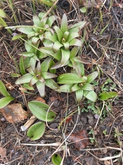 Fritillaria camschatcensis