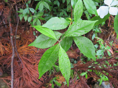 Hydrangea scandens