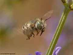 Anthophora bimaculata