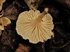 Cantharellus wellingtonensis image