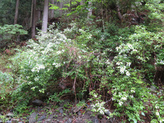 Hydrangea scandens