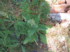 Digitalis purpurea purpurea