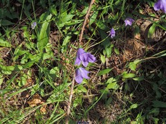 Campanula herminii