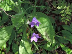 Campanula herminii