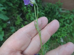 Campanula herminii