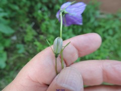 Campanula herminii