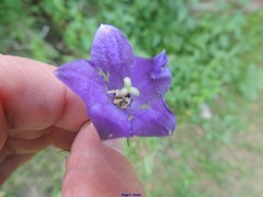 Campanula herminii
