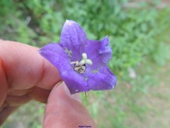 Campanula herminii