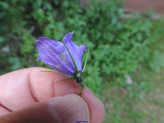 Campanula herminii