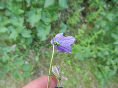 Campanula herminii