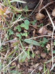 Trifolium repens