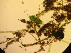 Pleurotaenium ovatum