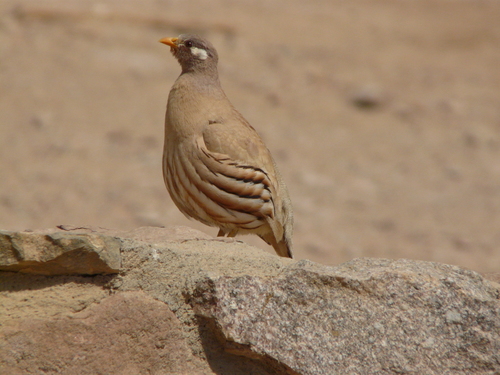 Ammoperdix heyi