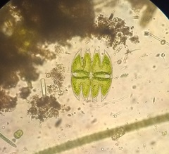 Micrasterias laticeps