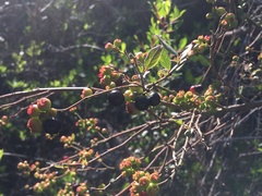 Vaccinium fuscatum image