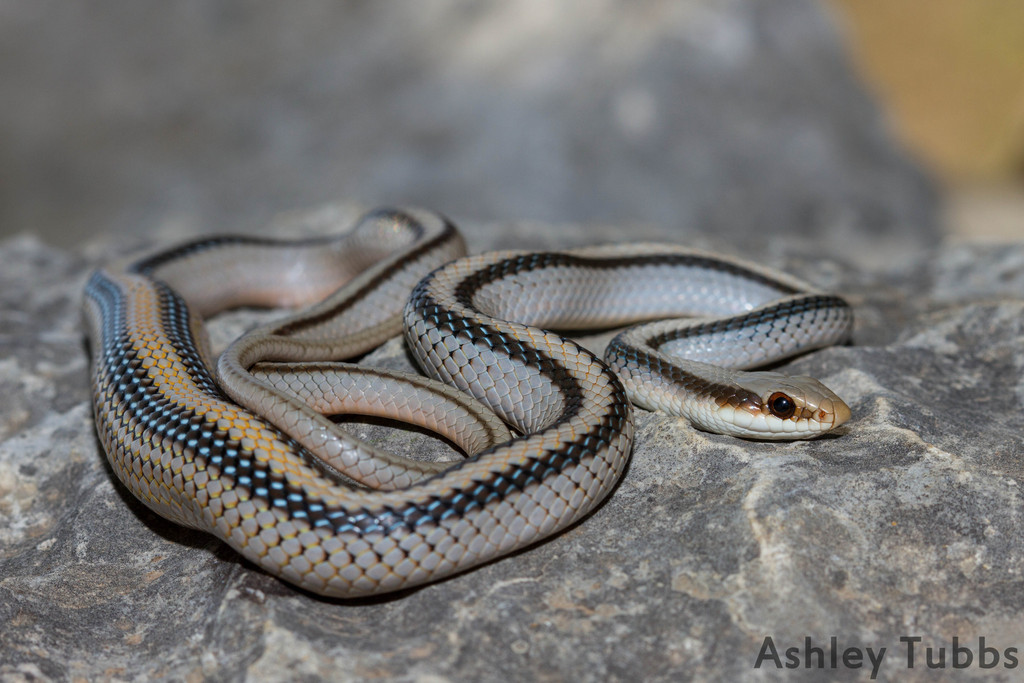 Eastern Patch-Nosed Snake