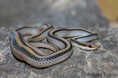 Eastern Patch-nosed Snake