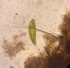 Lepocinclis fusca