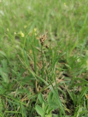 Carex duriuscula