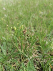 Carex duriuscula