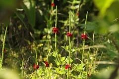 Stachytarpheta sessilis