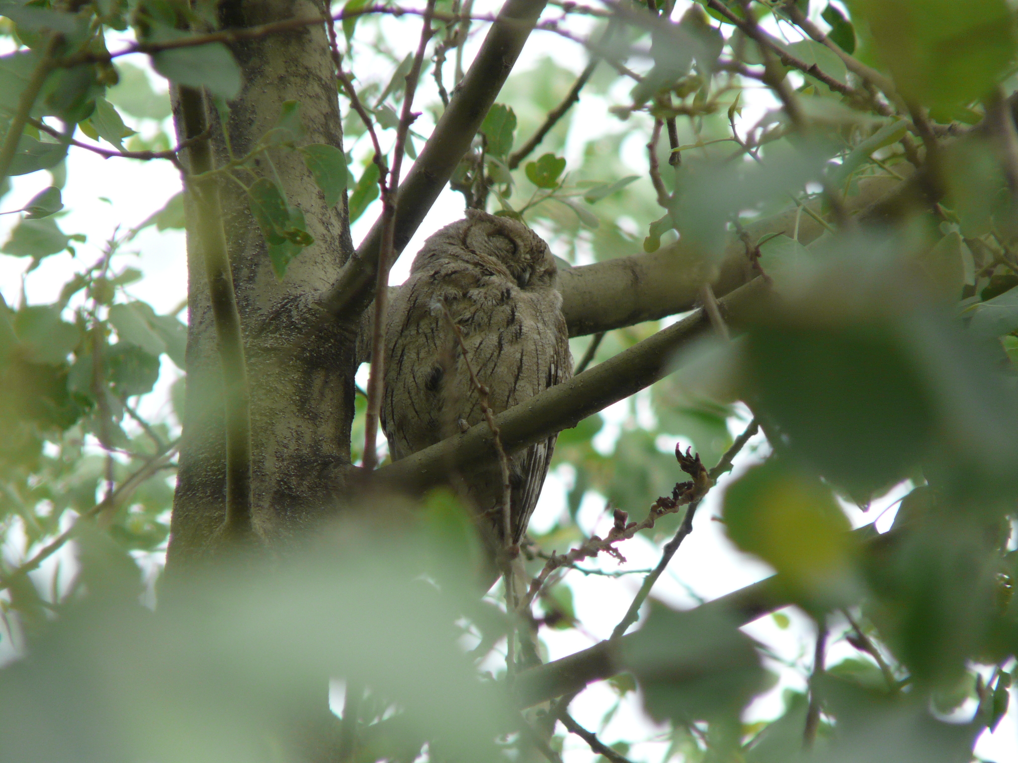 Pallid Scops Owl