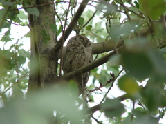 Otus brucei