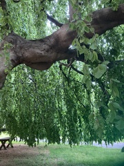 Fagus sylvatica