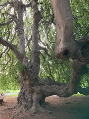 Fagus sylvatica