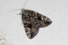 Catocala micronympha