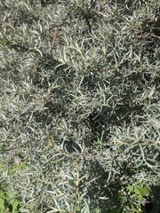 Hippophae rhamnoides