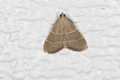 Hypsopygia planalis