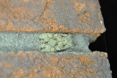 Lithophane disposita